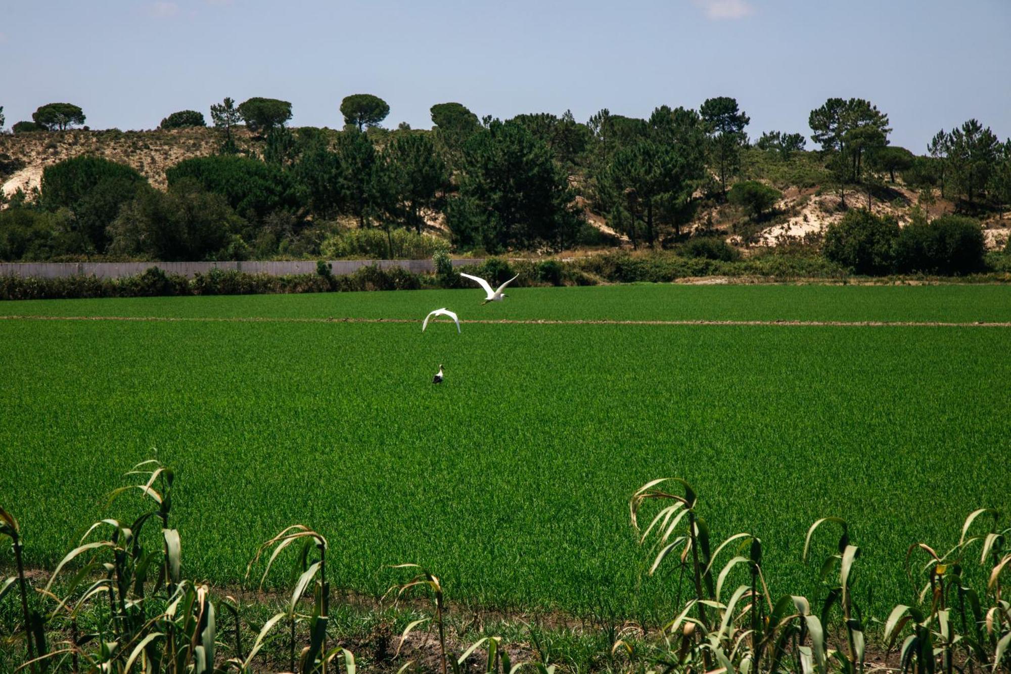 Herdade De Montalvo - Comporta Kültér fotó