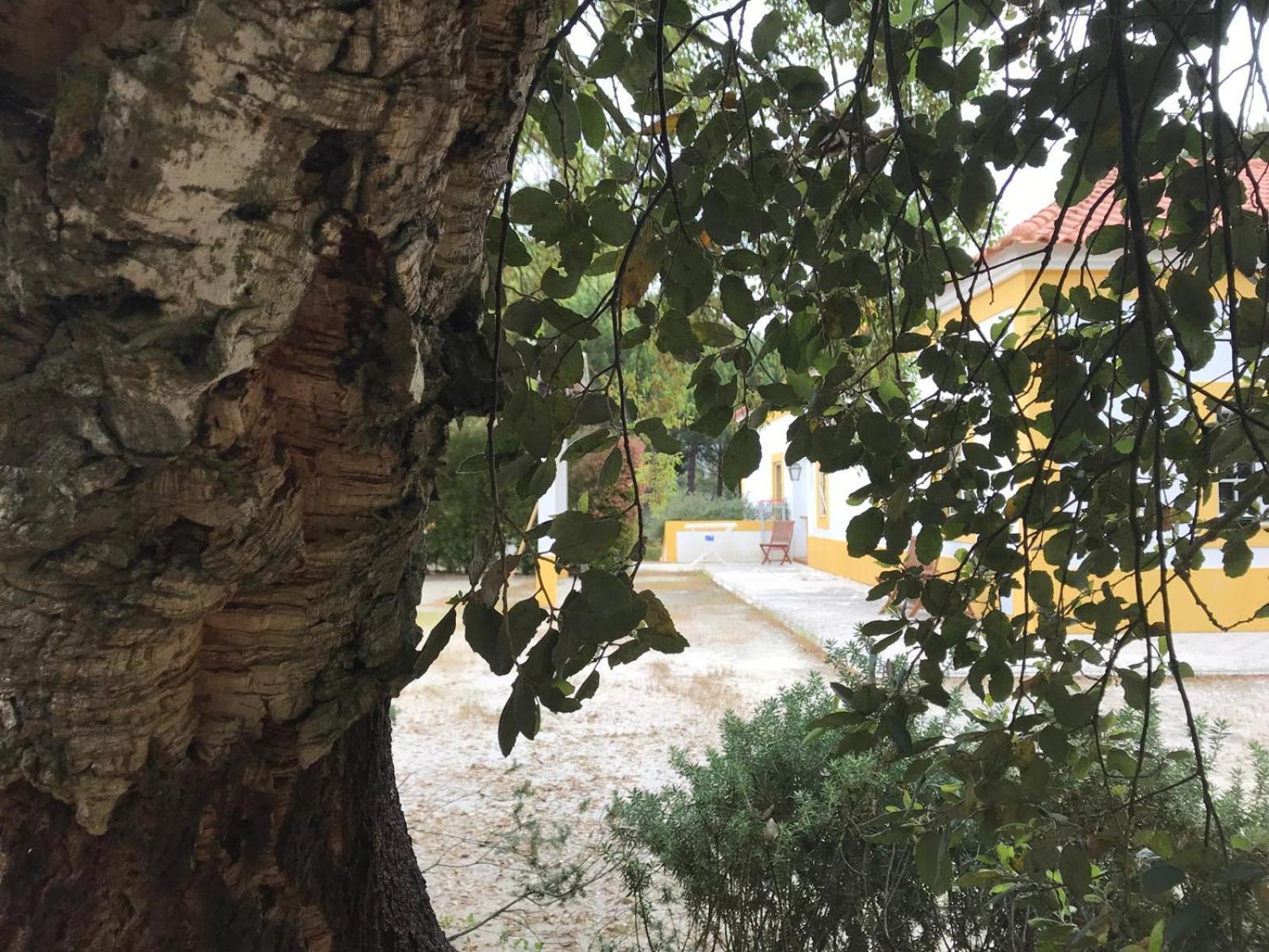 Herdade De Montalvo - Comporta Kültér fotó